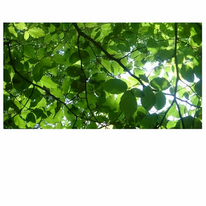 免费的黄色本子大全
